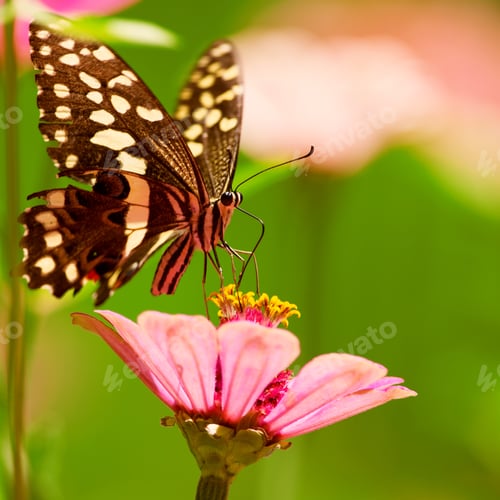 Preview: Beautiful Butterfly Rests On A Flower In The Lake Manyara National Park, Tanzania
