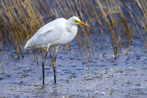 Preview: Rainy Weather And Big White Heron. Blue Yellow Nature Habitat Background. Heron: Great Egret. Ardea
