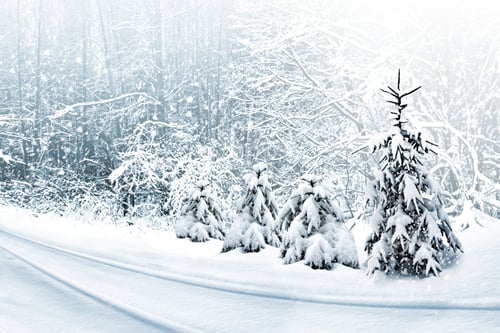 Preview: Winter Forest. Winter Landscape.