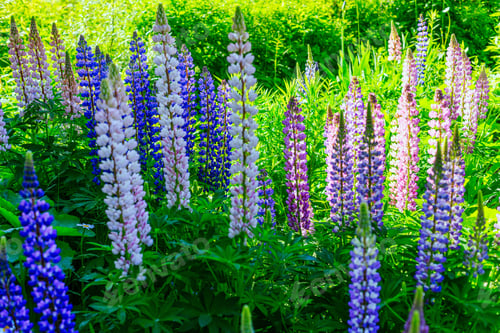 Preview: Beautiful Colorful Blooming Lupine Flower On Green Background.