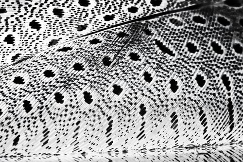 Preview: Guinea Hen Feather With Light Grey Background