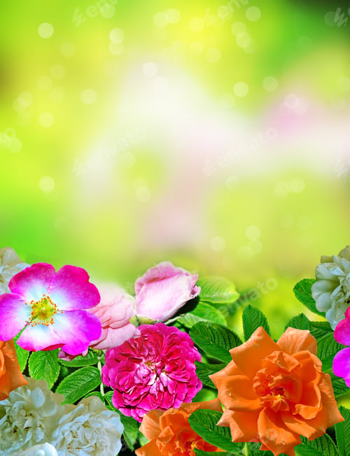 Preview: Summer Landscape. Flowers Roses