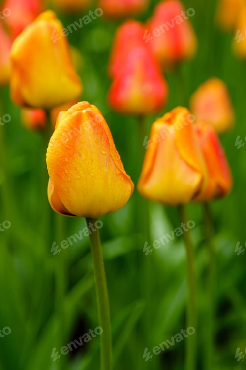 Preview: Yellow Flower Of Tulip Sort Orange Lion. Hybrids Of Tulips - A Beautiful Spring Bulbs. Growing