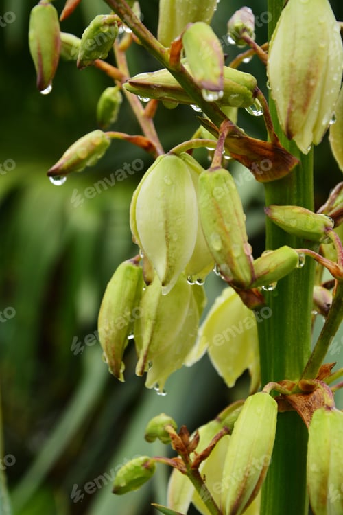 Preview: Yucca Gloriosa Flowers With Raindrops