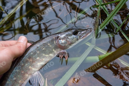 Preview: Freshwater Northern Pike Fish Know As Esox Lucius In Mans Hand. Fishing Concept, Catch And Release