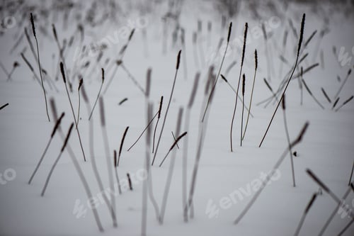 Preview: Frozen Grass Bents In Winter Above Snow Patterned Texture