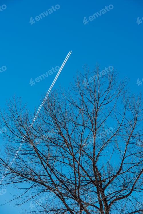 Preview: Poplar Tree Tops And Trace Of An Airplane
