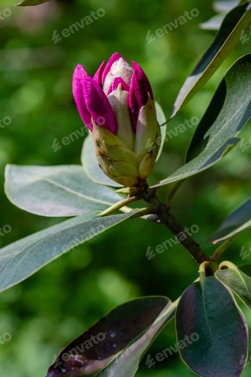 Preview: The Bud Of The Rhododendron In The Natural Background In Spring Garden