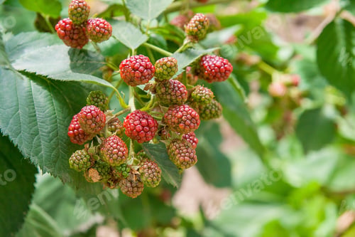 Preview: Red And Black Wild Blackberries Bushes And Branches On Green Leaves Background In The Garden During