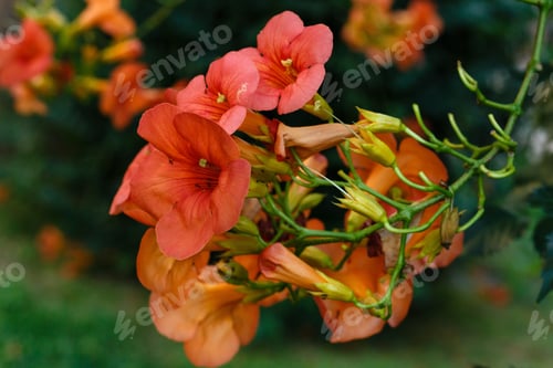 Preview: Campsis Radicans Flowers (Trumpet Vine Or Trumpet Creeper). ?Ow Itch Vine Or Hummingbird