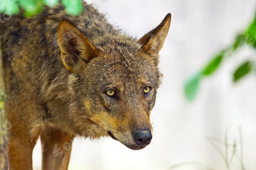 Preview: Iberian Wolf In The Zoo. Headshot.