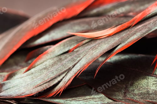 Preview: Colorful Rooster Feather With Details And Reflexions