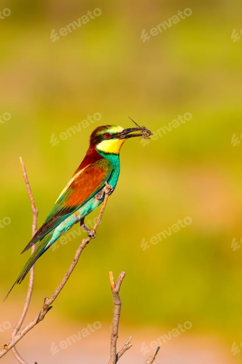 Preview: Colorful Bird. European Bee Eater. Green Nature Background.