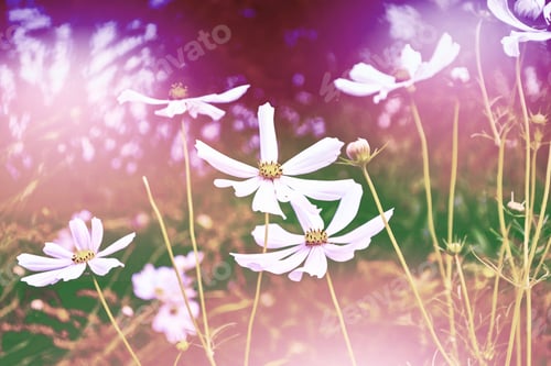 Preview: Colorful Cosmos Flowers On A Background Of Summer Landscape.