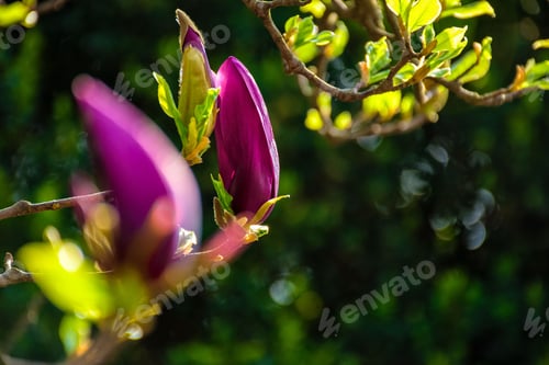 Preview: Magnolia Flowers Close Up On A Blur Green Grass And Leaves Background