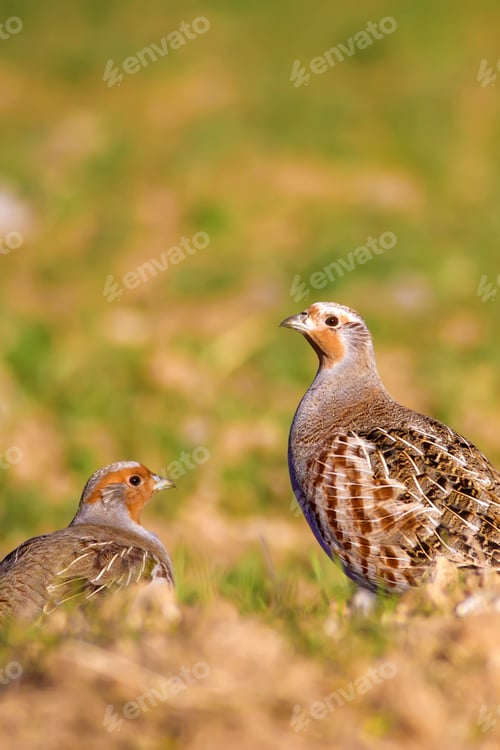 Preview: Partridges. Colorful Nature Background. Grey Partridge. Perdix Perdix.