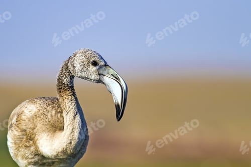 Preview: Young Colorless Flamingo. Colorful Nature Habitat Background.