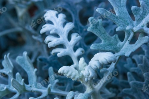 Preview: Silver Dust Cineraria Maritima In The Garden, Close Up.