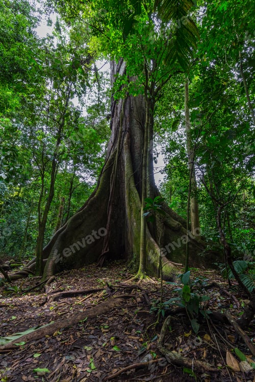 Preview: The Kapok Tree Or Ceiba Is One Of The Largest