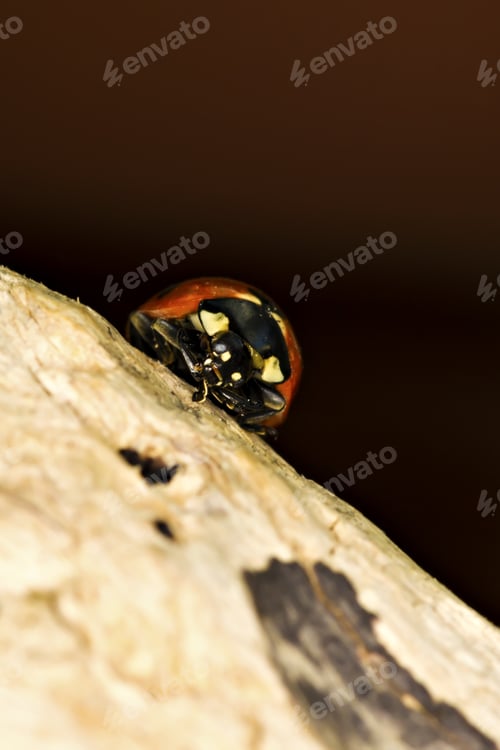 Preview: Cute Red Ladybird. Yellow Tree Body And Dark Natural Background. Macro Photography.