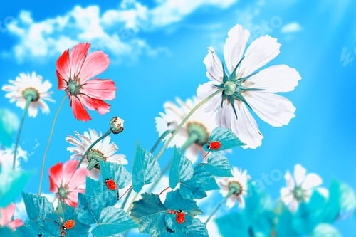 Preview: Daisy Flowers On Blue Sky Background