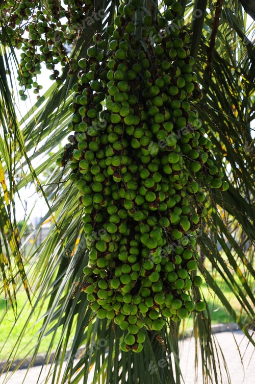 Preview: Bunch Of Dates On The Palm Tree