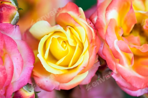 Preview: Colorful, Beautiful, Delicate Rose With Details