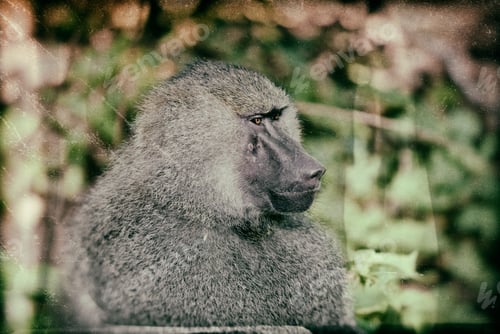 Preview: Vintage Style Image Of A Baboon In The Beautiful Forest Of Lake Manyara National Park, Tanzania