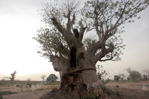 Preview: Nature Photography - African Landscape With Baobab Tree Silhouette And Dry Land, Outdoors On A