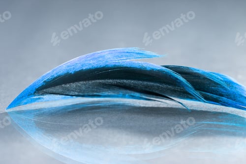 Preview: Colorful Rooster Feather With Details And Reflexions