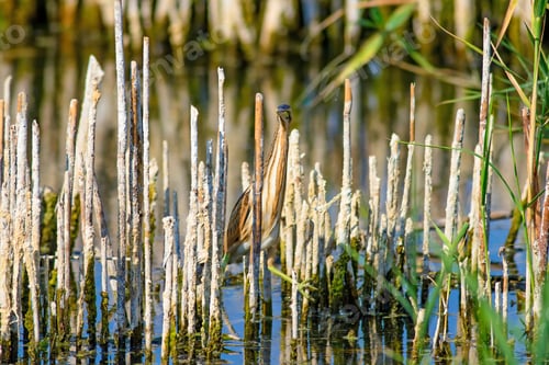 Preview: Heron And Habitat. Lake Reeds Background. Camouflage Animal. Bird: Common Squacco Heron. Ardeola