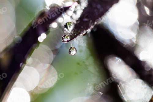 Preview: Composition With Mauve And Green Leaves And Water Drops