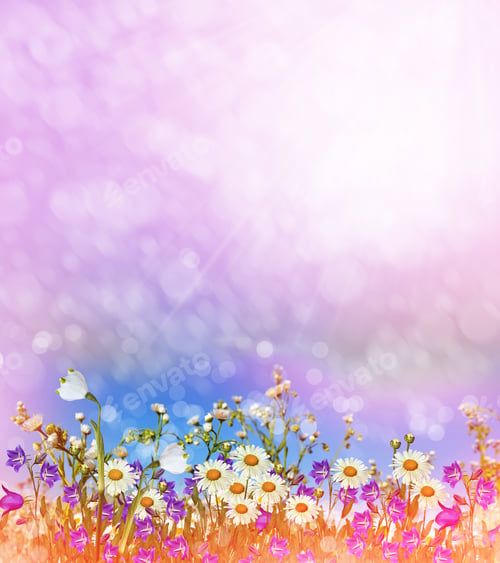 Vista previa: Background Of Flowers. Chamomile Field. Wildflowers Daisies And Bluebells