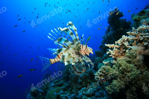 Preview: Lionfish (Pterois Miles)