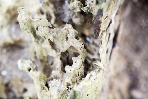 Preview: Remains Of An Old Tree Trunk Without Bark Tree Eaten By Wood Worms With Worm Traces