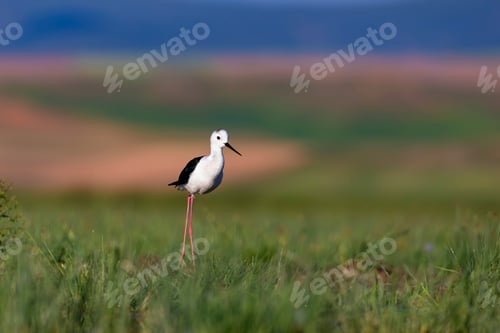 Preview: Beautiful Water Bird. Black Winged Stilt. Green Nature Habitat Background.