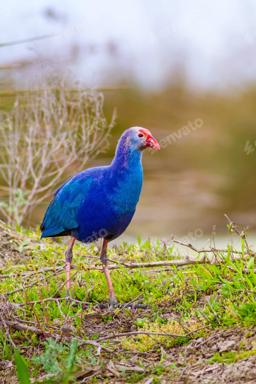 Preview: Blue Bird. Purple Swamphen. Nature Background.