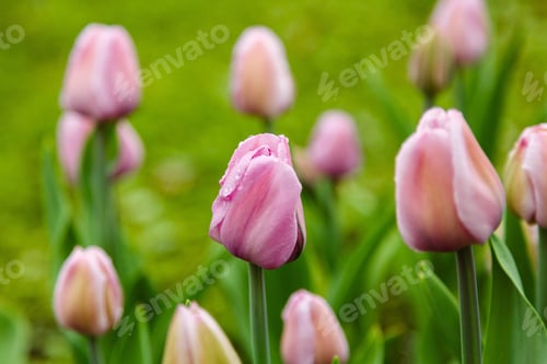 Preview: Beautiful Tulips In The Garden. Growing Of Bulbous Plants. Varieties Of Dutch Tulip Breeding Is