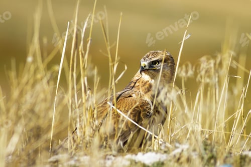 Preview: Bird Of Prey. Buzzard. Yellow Dry Reeds Background. Bird: Long Legged Buzzard. Buteo Rufinus.