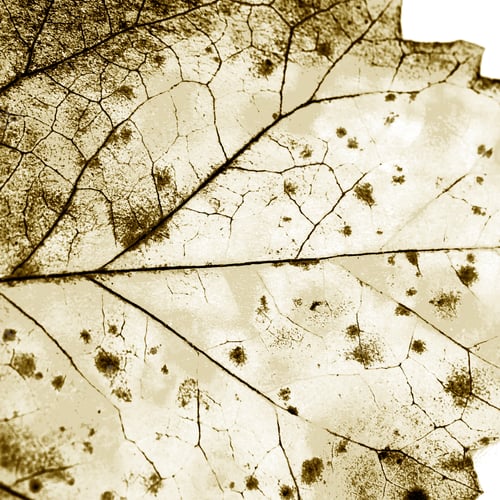 Preview: Texture With Rotten Leaves With Fibers