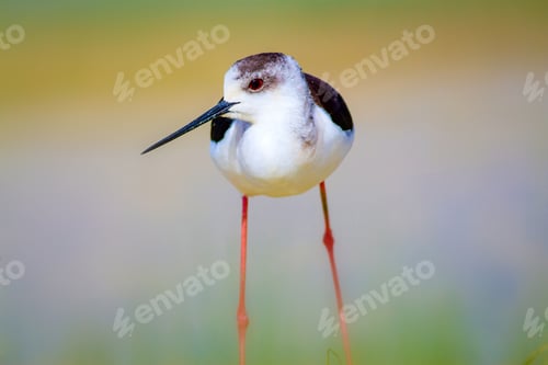 Preview: Water And Bird. Cute Waterfowl. Natural Background. Black Winged Stilt