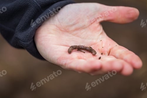 Preview: Man Hand With Earthworm. Human Hand Holding Earthworm Taken From Ground.