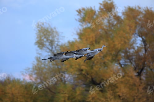 Preview: Sandhill Crane Bosque Del Apache Wildlife Reserve New Mexico Usa