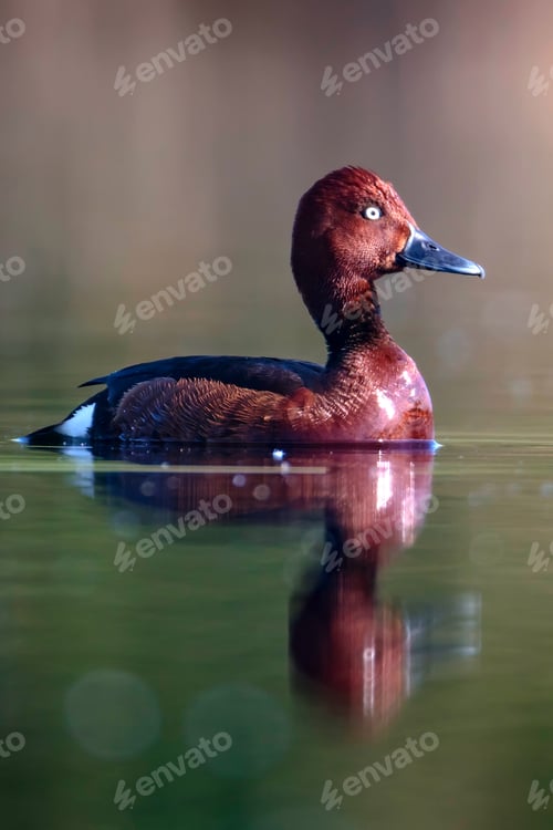 Preview: Swimming Duck. Natural Lake Habitat Background. Bird: Ferruginous Duck. Aythya Nyroca.