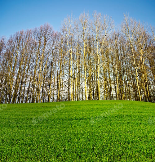 Preview: Spring Landscape. Green Trees In The Forest.