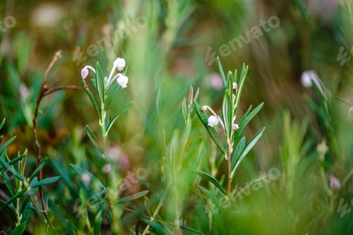 Preview: Blooming Plants In The Summer Forest On Green Blur Background. Decorative Abstract With Flowers