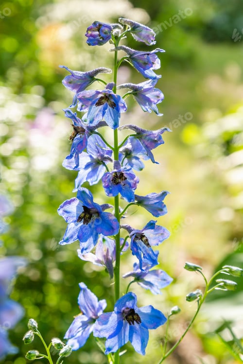 Preview: Beautiful Delphiniums Blooming In The Garden.