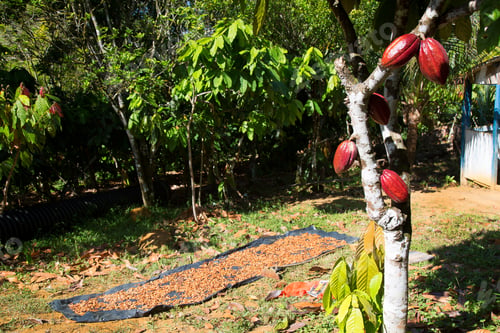 Preview: Cocoa Beans Are Drying On A Tarp In The Sun At A Farmers Plantation