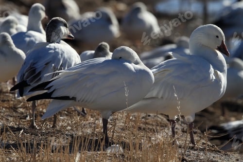 Preview: Snow Geese Bosque Del Apache, New Mexico Usa