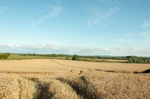 Preview: Summertime Crops In The British Countryside.